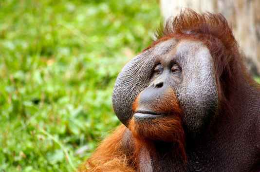 monkey-orangutan-animal-face-52530.jpeg